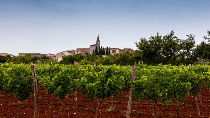 Wineyard in Istria, Croatia - Istrian Malvasia is one of the finest wines in Croatia